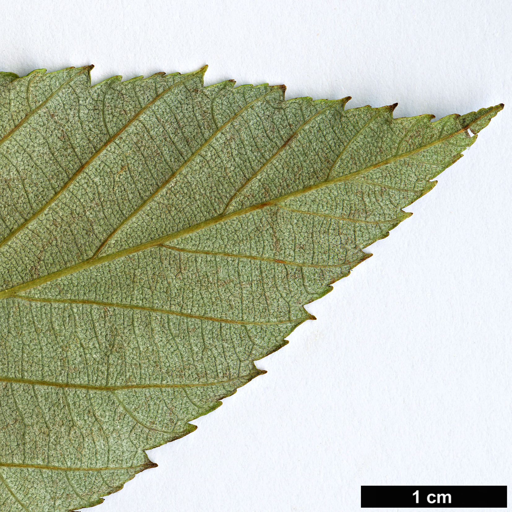 High resolution image: Family: Rosaceae - Genus: Sorbus - Taxon: henryi